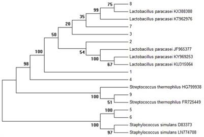 In vitro Prebiotic Effects of Bamboo Shoots and Potato Peel Extracts on the Proliferation of Lactic Acid Bacteria Under Simulated GIT Conditions